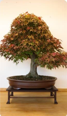 Bonsai com folhagem de outono