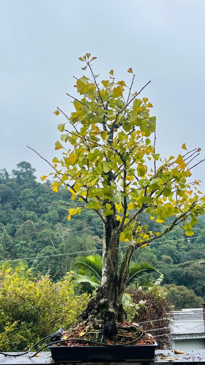 Ginkgo bonsai com folhas amarelas de outono